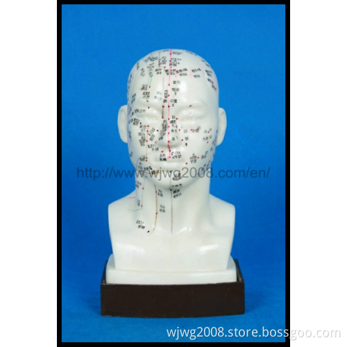 Life-Size Acupuncture Head Model (M-2-20)